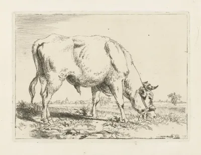 Grazende stier