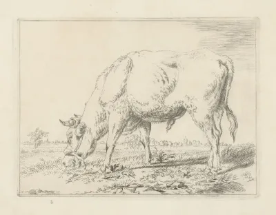 Grazende stier