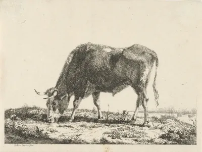 Grazende stier