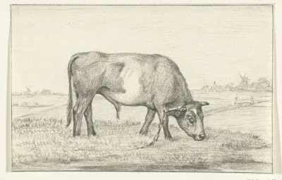 Grazende stier in een wei, naar rechts