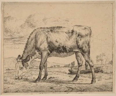 Grazing Calf