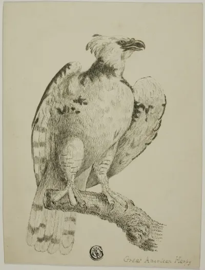 Great American Harpy