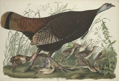 Great American Hen and Young