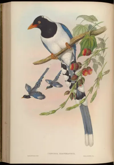 Great-billed Blue Pie