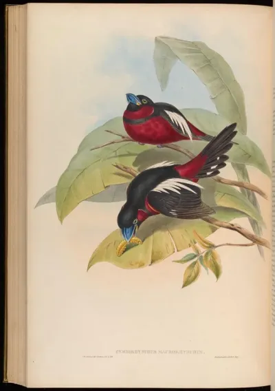 Great-billed Eurylaime
