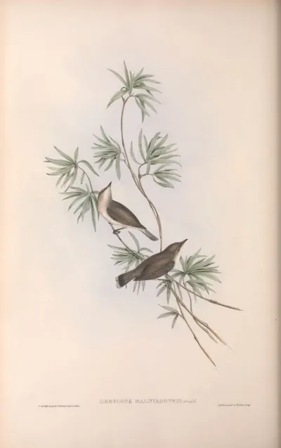 Great-billed Gerygone