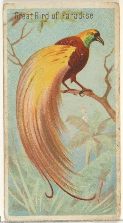 Great Bird of Paradise, from the Birds of the Tropics series (N5) for Allen & Ginter Cigarettes Brands