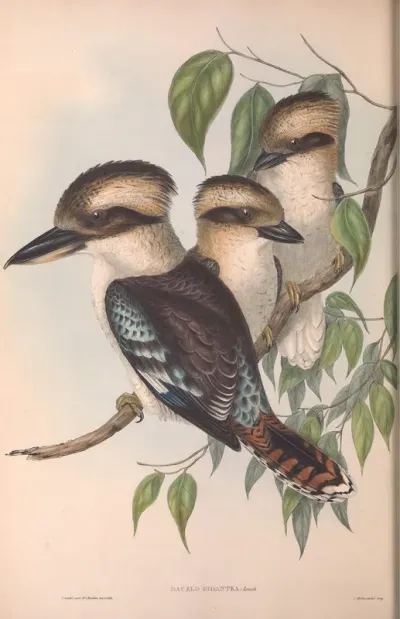 Great Brown Kingfisher