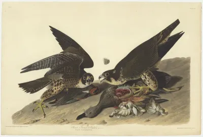 Great Footed Hawk