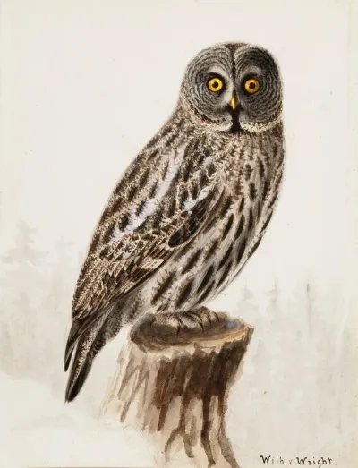 Great Grey Owl
