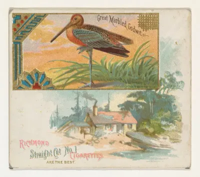 Great Marbled Godwit, from the Game Birds series (N40) for Allen & Ginter Cigarettes
