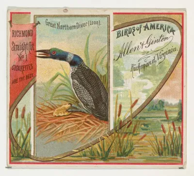 Great Northern Diver (Loon), from the Birds of America series (N37) for Allen & Ginter Cigarettes