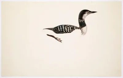 Great Northern Loon ; unfinished