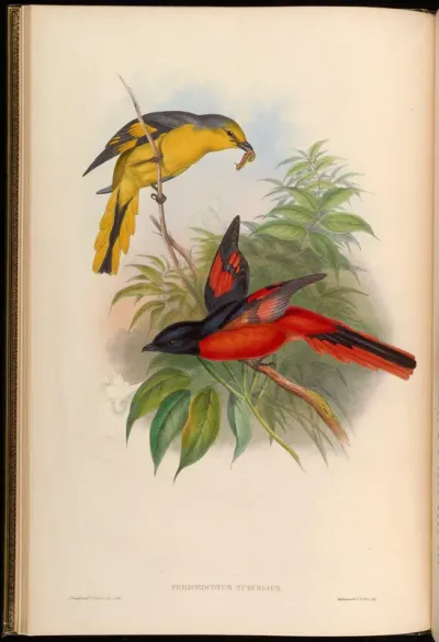 Great Pericrocotus