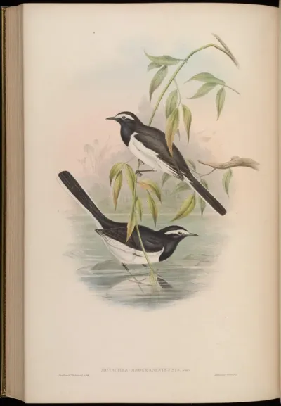 Great Pied Wagtail
