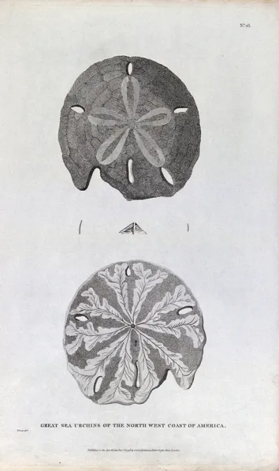 Great sea urchins of the North West Coast of America