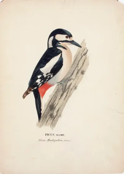Great Spotted Woodpecker, Female