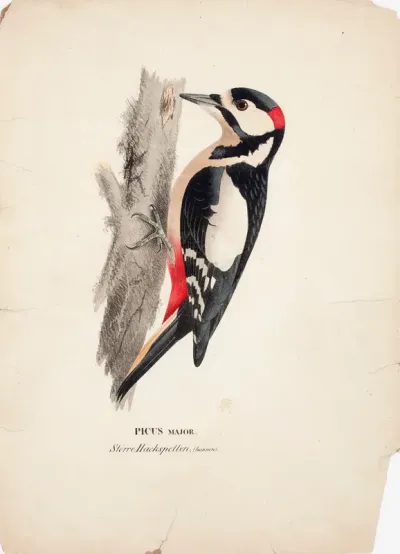 Great Spotted Woodpecker, Male