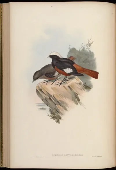 Great White-capped Redstart