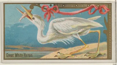 Great White Heron, from the Game Birds series (N13) for Allen & Ginter Cigarettes Brands