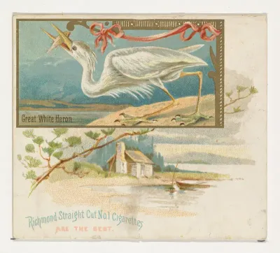Great White Heron, from the Game Birds series (N40) for Allen & Ginter Cigarettes
