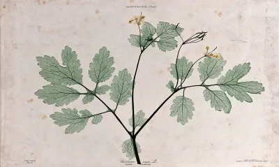 Greater celandine (Chelidonium majus): flowering and fruiting stem