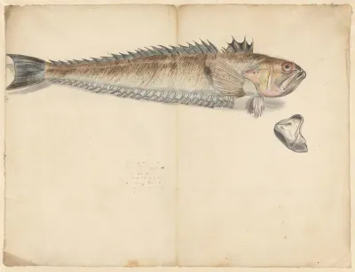 Greater weever (Trachinus Draco)