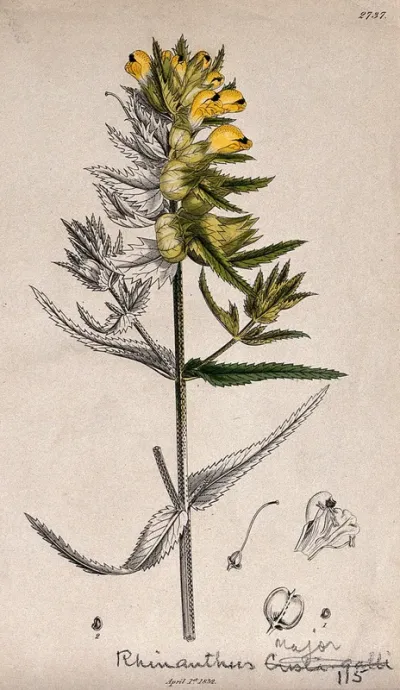 Greater yellow rattle (Rhinanthus alectorolophus): flowering stem with floral segments
