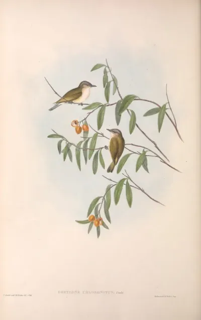 Green-backed Gerygone