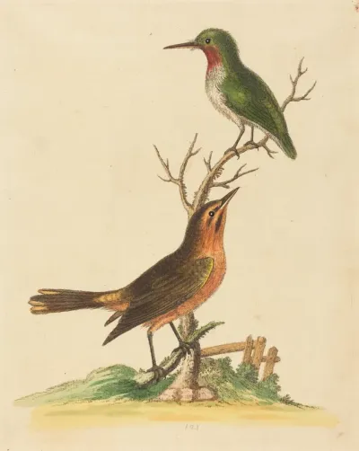 Green Bird with Red Throat and Brown and Orange Bird