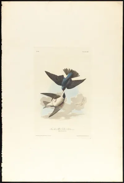 Green blue or White bellied Swallow
