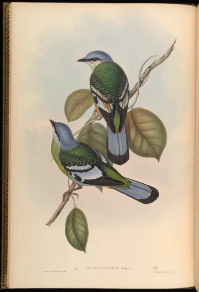 Green Cochoa