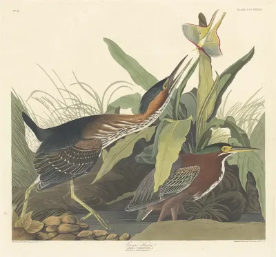 Green Heron