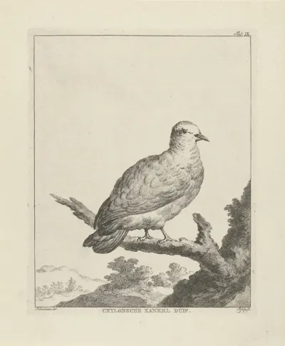 Green Imperial-Pigeon