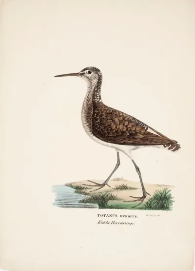 Green Sandpiper