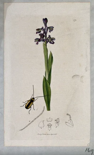 Green-winged orchid (Orchis morio) with an associated beetle and its anatomical segments
