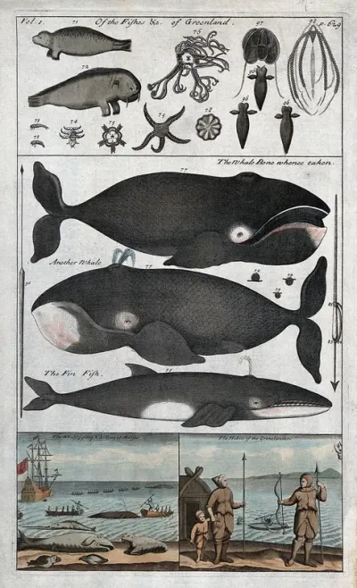 Greenland: above, indigenous fish including seals; centre, three different whales; below, whale fisher in their attire