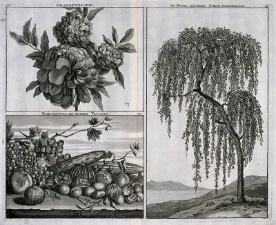 Grenadine (Punica granatum) flowers and tree and a mixture of fruit and vegetables, in separate plates
