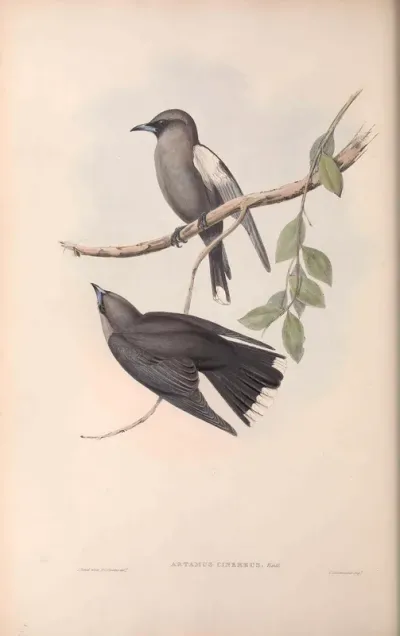 Grey-breasted Wood Swallow