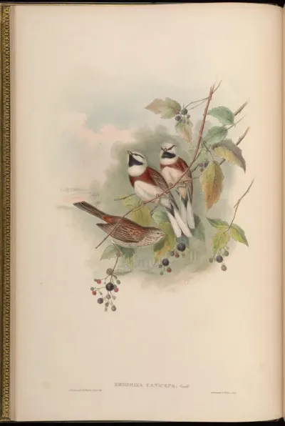 Grey-capped Bunting