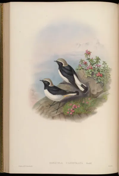 Grey-capped Stone-Chat