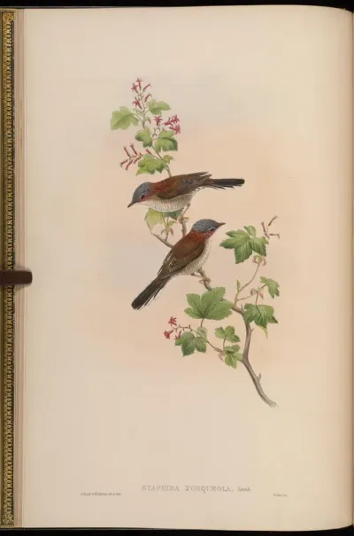 Grey-headed Staphida