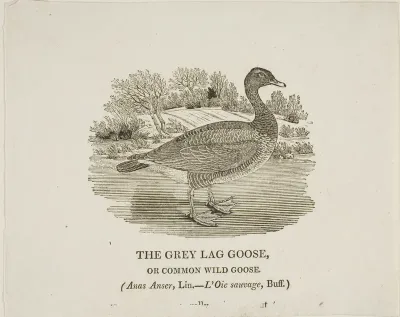 Grey Lag Goose