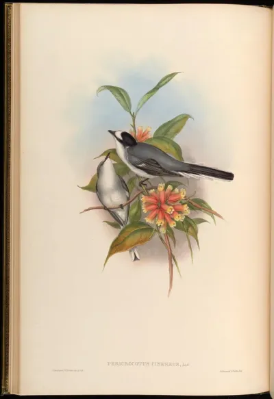 Grey Pericrocotus