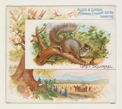 Grey Squirrel, from Quadrupeds series (N41) for Allen & Ginter Cigarettes