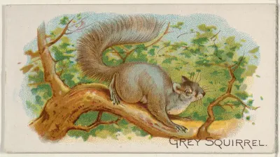 Grey Squirrel, from the Quadrupeds series (N21) for Allen & Ginter Cigarettes