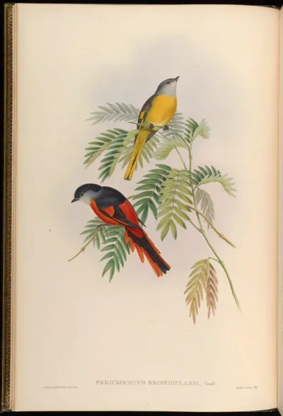 Grey-throated Pericrocotus