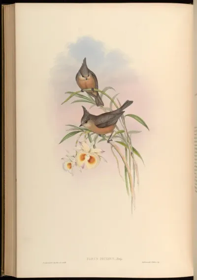 Grey Tit