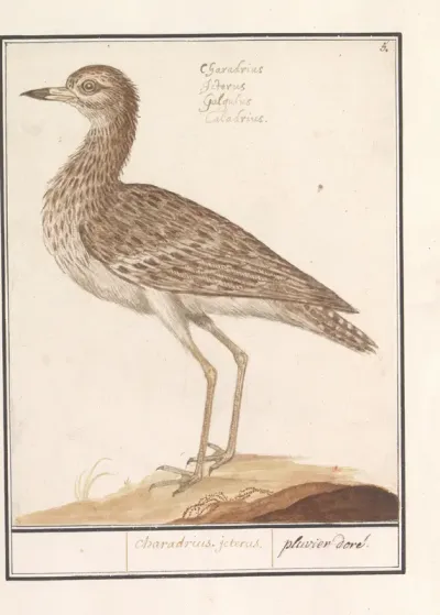 Griel (Burhinus oedicnemus)