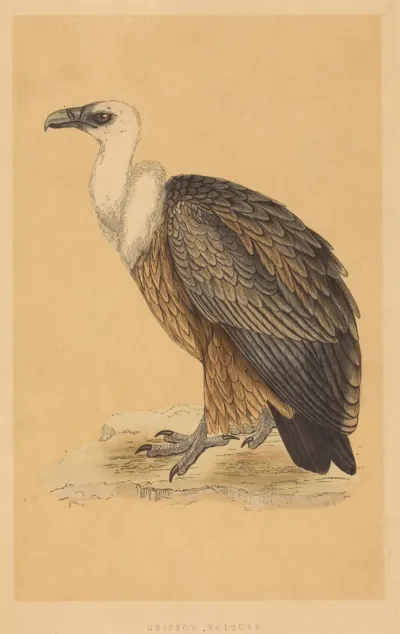 Griffon Vulture
